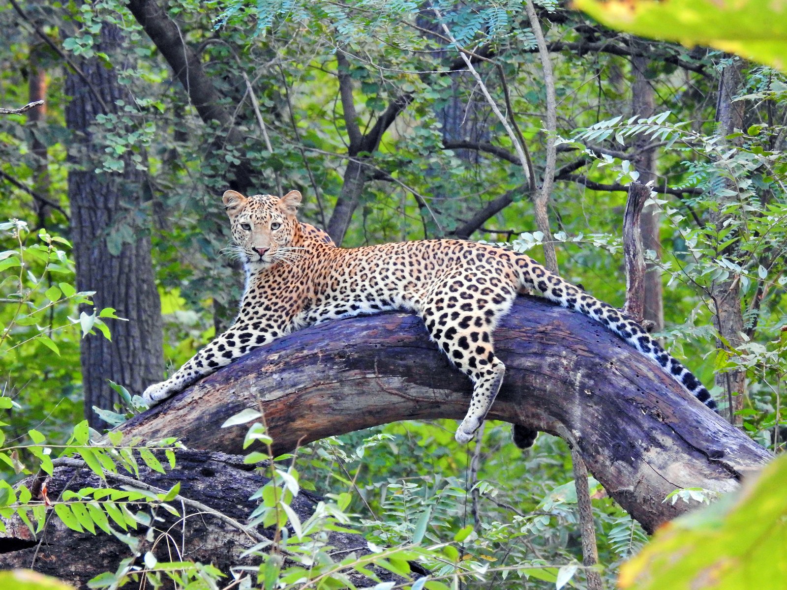Best Wildlife Destinations in Madhya Pradesh for Summer Travel